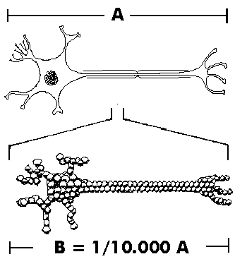 Neurozellen