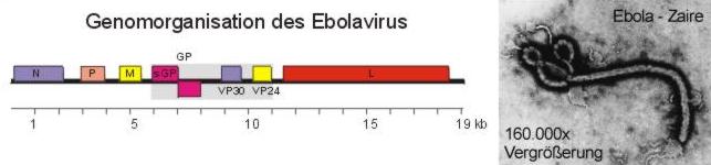 Genomorganisation des Ebola Virus